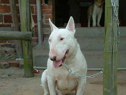 世界十大最凶悍名犬