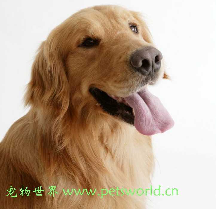 夏季来临，当心宠物中暑