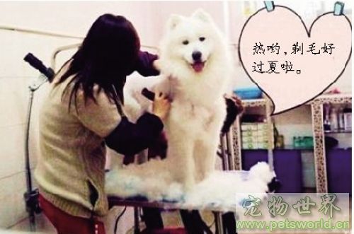 夏季湿热 谨防宠物患皮肤病