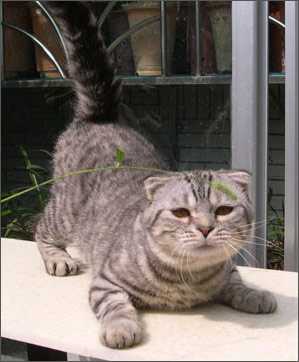 世界名宠-苏格兰折耳猫