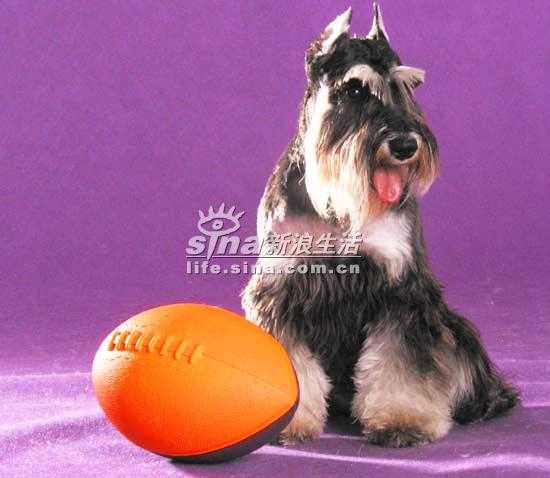 迷你雪纳瑞犬简介