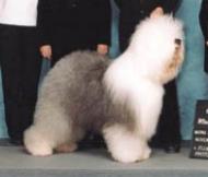 古代英国牧羊犬(Old English Sheepdog)－宠物世界