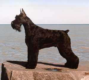 点此在新窗口浏览图片