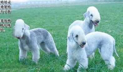 点此在新窗口浏览图片