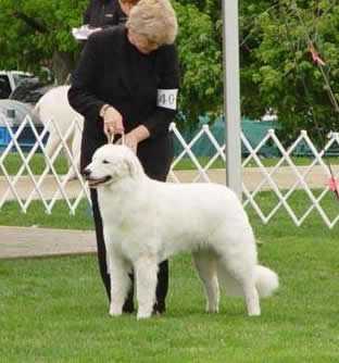 库瓦兹犬Hungarian Kuvasz
