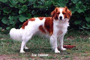 科克尔犬Kooikerhondje