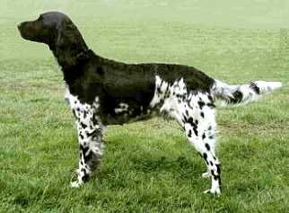 大明斯特兰犬Large Munsterlander