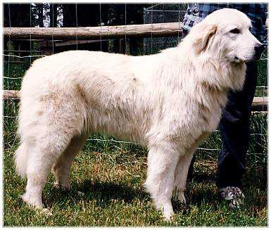 马雷马牧羊犬Maremma Sheepdog