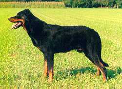 法国牧羊犬Beauceron