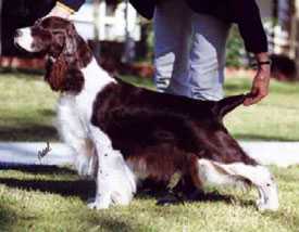 英国激飞长毛猎犬 English Springer Spaniel