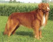 新斯科亚诱鸭猎犬Nova Retriever