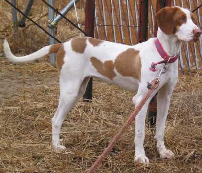 波音达犬(指示犬)Pointer