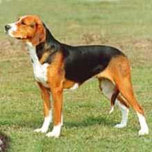 汉密尔顿猎犬Hamiltonstovare