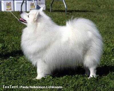 日本尖嘴(日本丝毛犬)Japanese Spitz