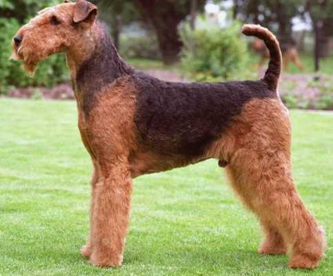 爱尔德梗Airedale Terrier