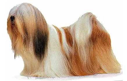 拉萨犬 Lhasa Apso