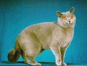 英国短毛猫British Shorthair