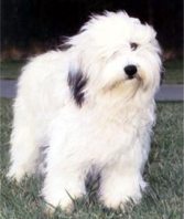波兰低地牧羊犬Polish Lowland Sheepdog