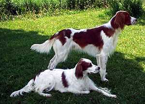 爱尔兰红白雪达犬Irish Red-and-white Setter