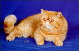 异国短毛猫 Exotic shorthair