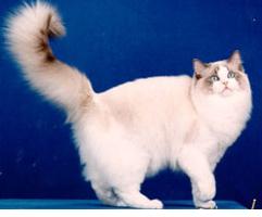 布偶猫 Ragdoll cat