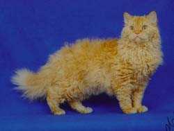 塞尔凯克卷毛猫 Selkirk Rex