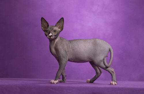 斯芬克斯猫 Sphynx