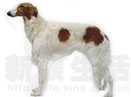俄罗斯狼犬 BORZOI