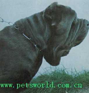 俄罗斯斗牛犬 moloss