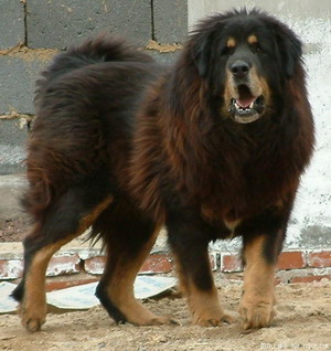藏獒 Tibetan Mastiff