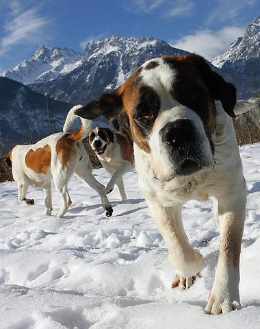 圣伯纳犬 Saint Bernard