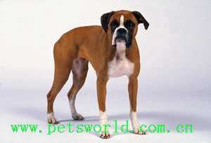 拳师犬 　Boxer