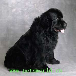 纽芬兰犬 Newfoundland