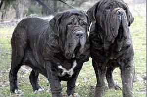 那不勒斯獒 Neapolitan Mastiff