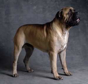 马士提夫犬 Mastiff