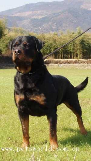 罗威纳犬 Roottweiler