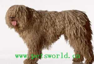 可蒙犬 Komondor
