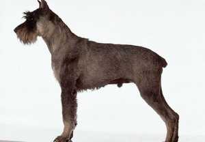 巨型雪那瑞  Giant Schnauzer