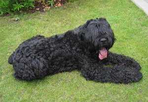 黑俄罗斯梗 Black Russian Terrier