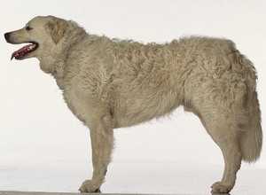 哥威斯犬 Kuvasz