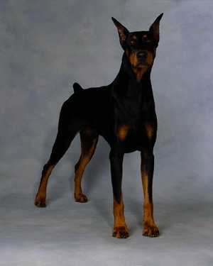 杜宾犬    Doberman Pinscher