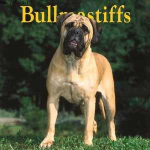 斗牛马士提夫犬 Bullmastiff