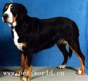 大瑞士山地犬 Greater Swiss Mountain Dog