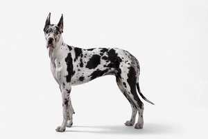 大丹犬 Great Dane