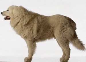 大白熊犬 Great Pyrenees