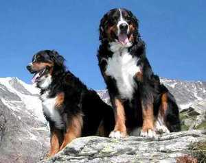 伯恩山犬 Bernese Mountain Dog