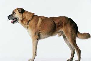 安娜图牧羊犬 Anatolian Shepherd