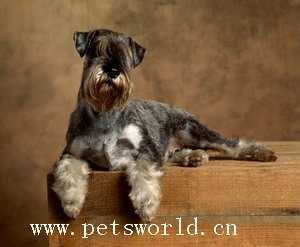 标准雪纳瑞 Standard Schnauzer