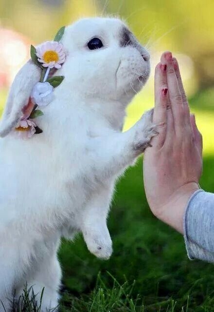 北京异宠火出圈，这家“兔兔天堂”如何用体验式研学重新定义养宠？