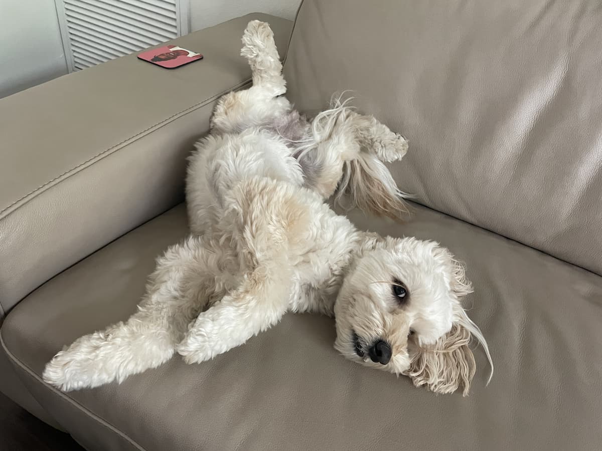 狗狗图库 — Dog CEO 